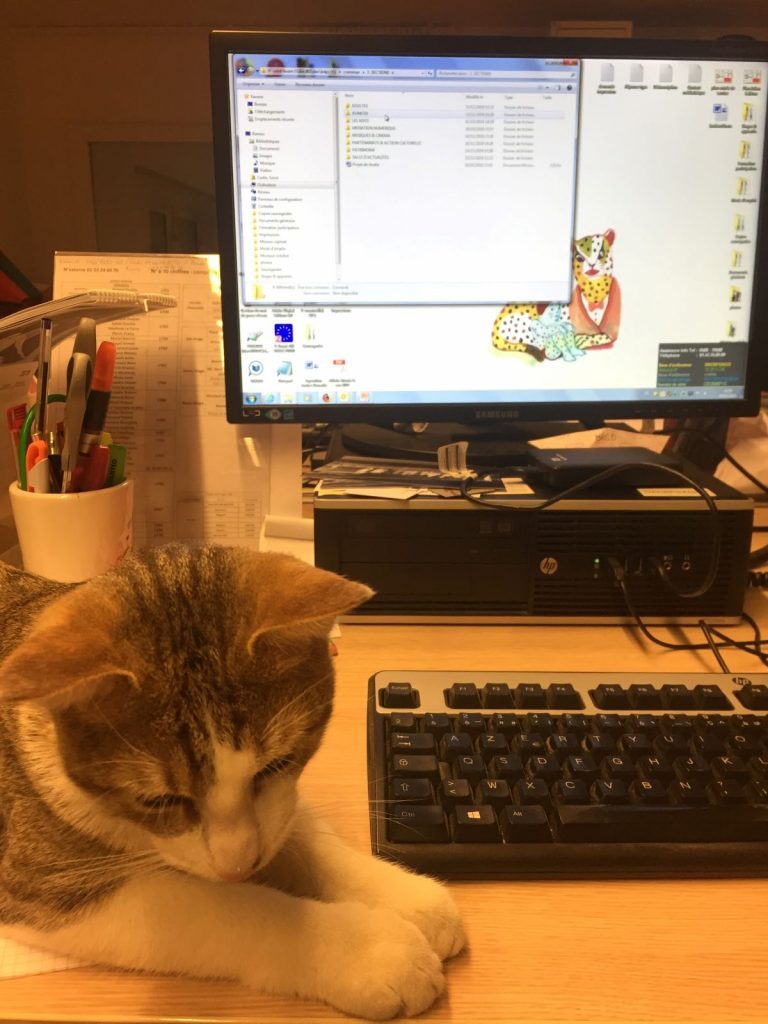 Chat sur un bureau