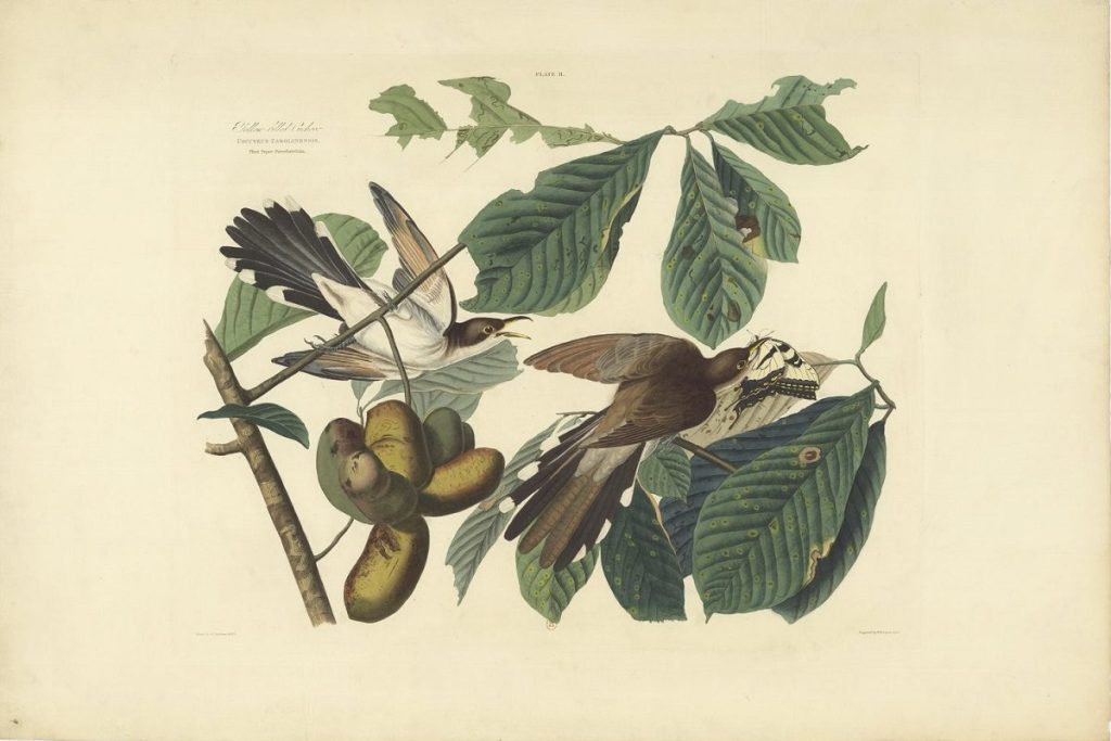 Estampe représentant deux oiseaux sur la branche d'un arbre fruitier