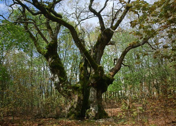 Photo du documentaire le temps des forêts